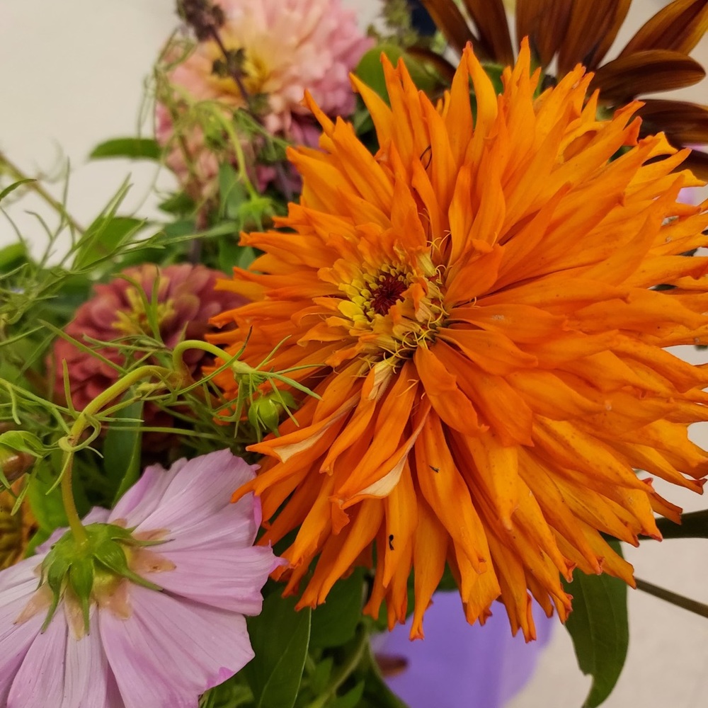 Meet your Posher, Lilly